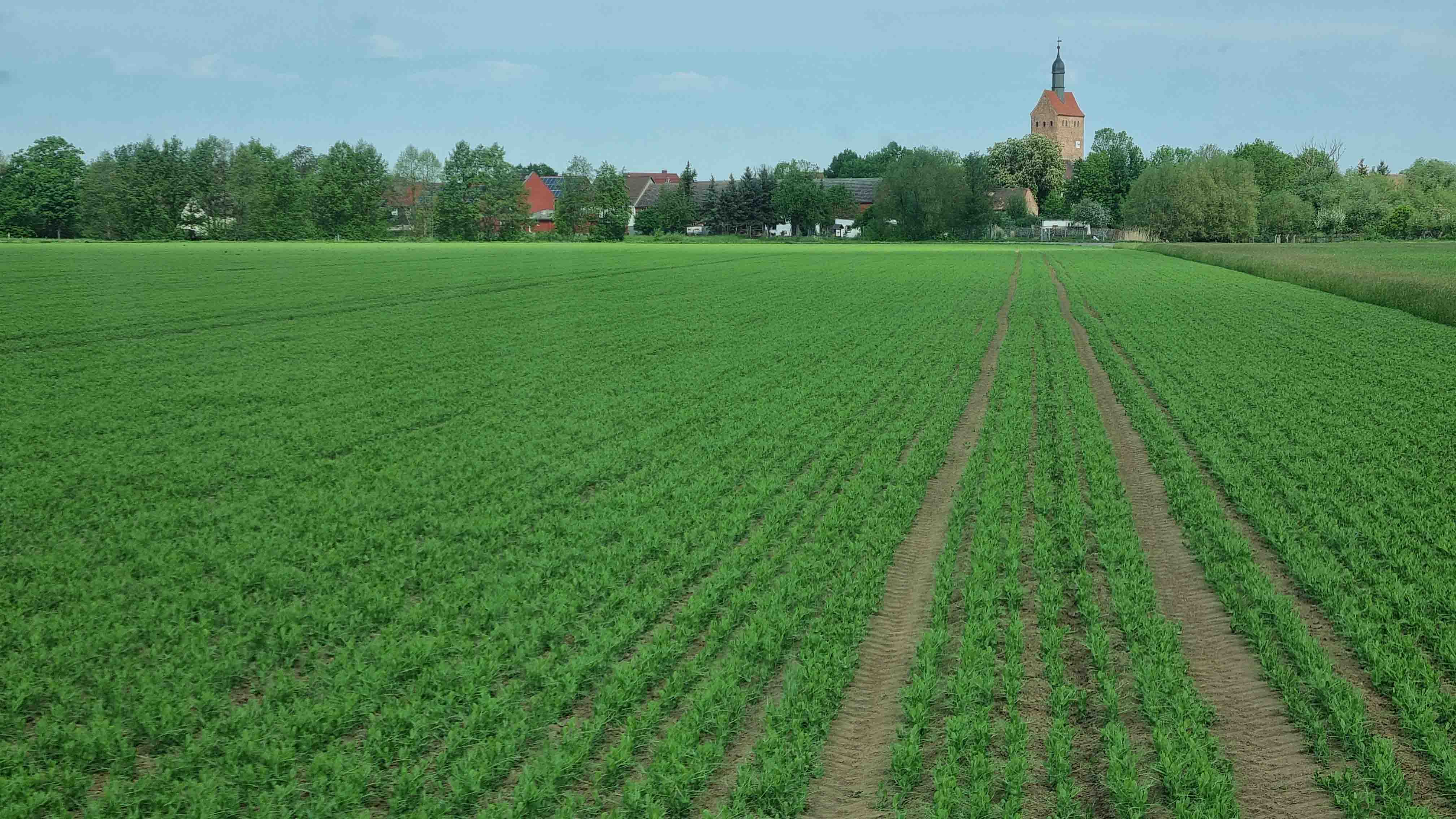 Erbsen im Mai