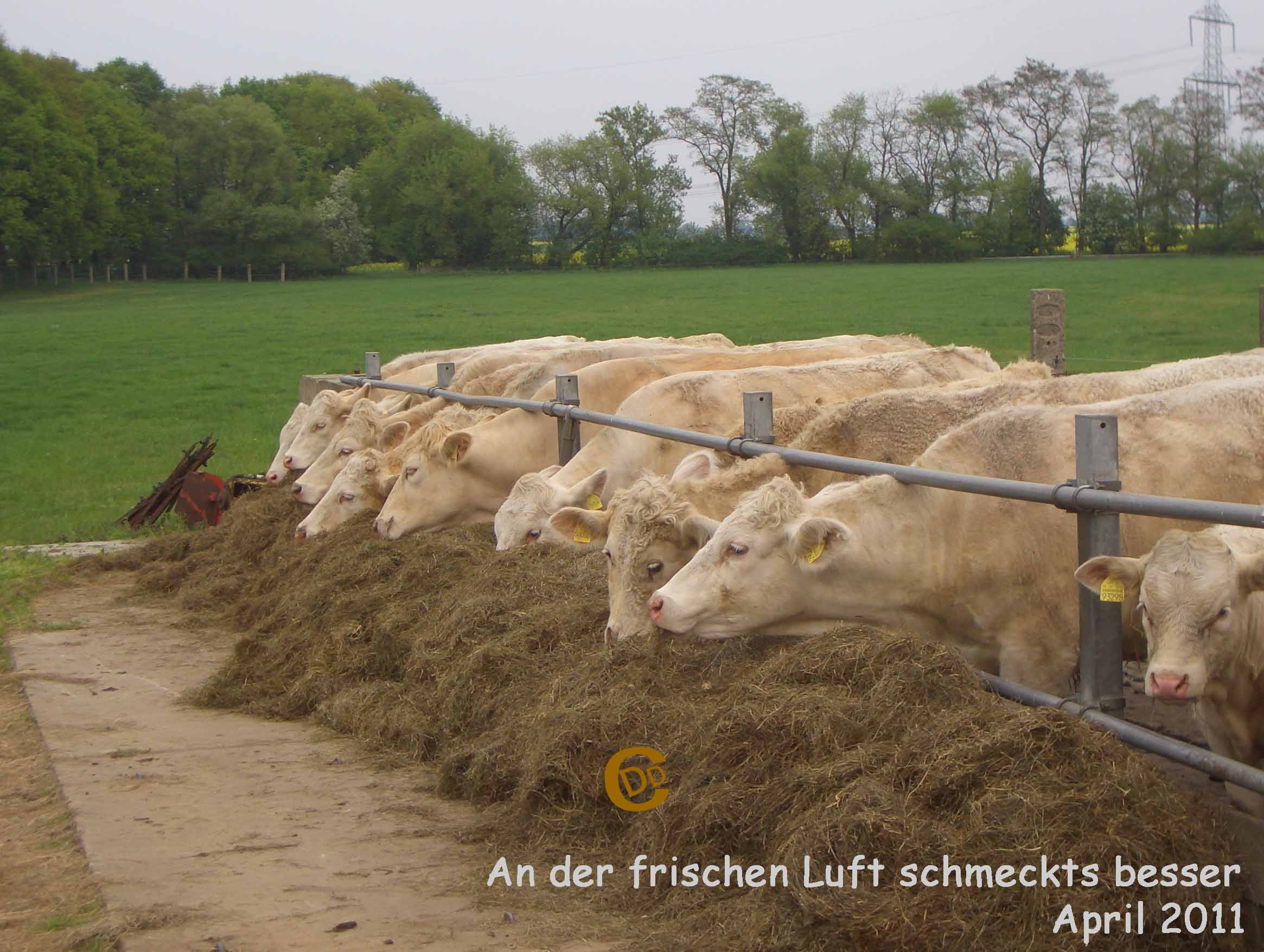 Herde Kopie