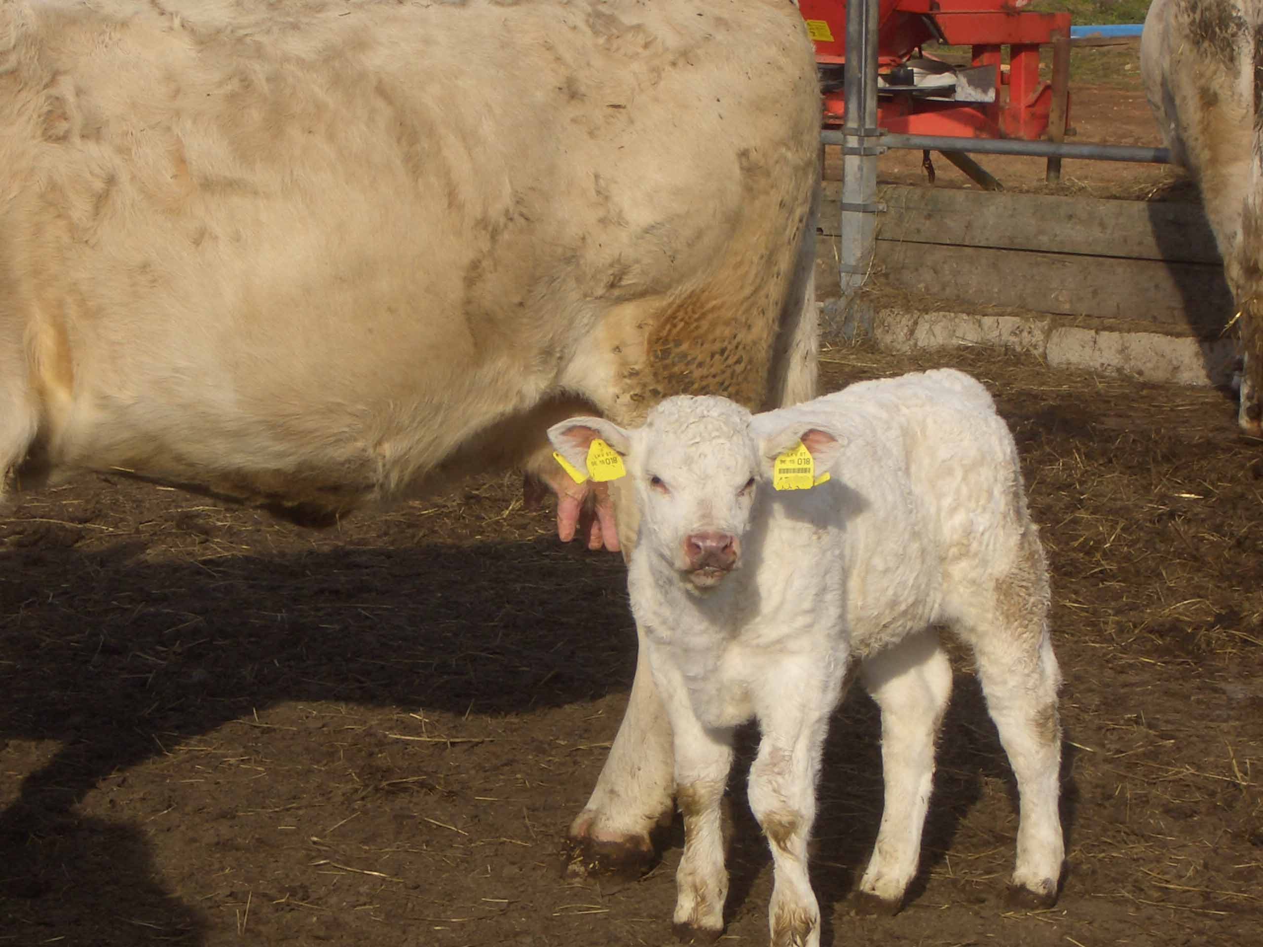 Kalb