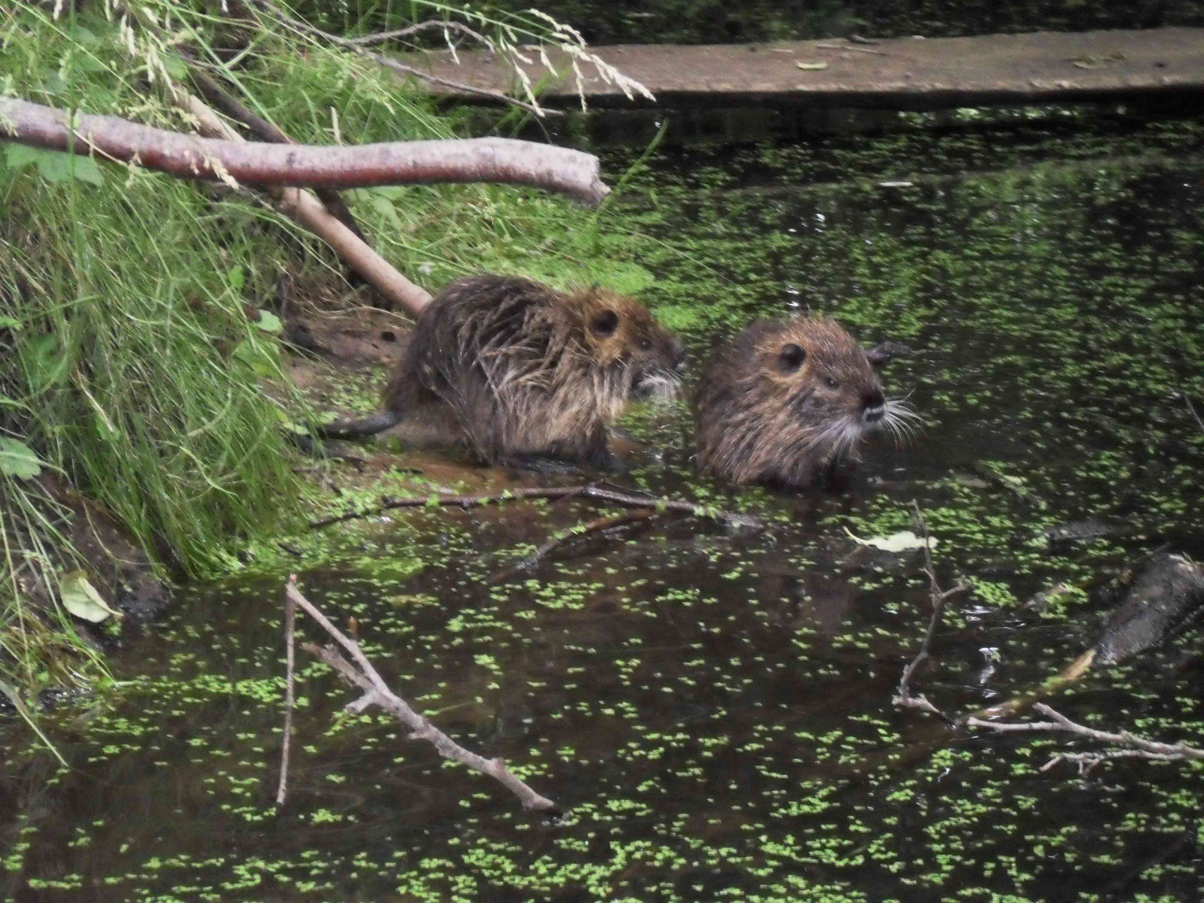 Nutria