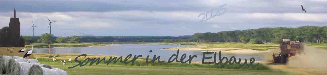 Sommer in der Elbaue14