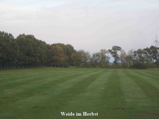 Herbstwiese