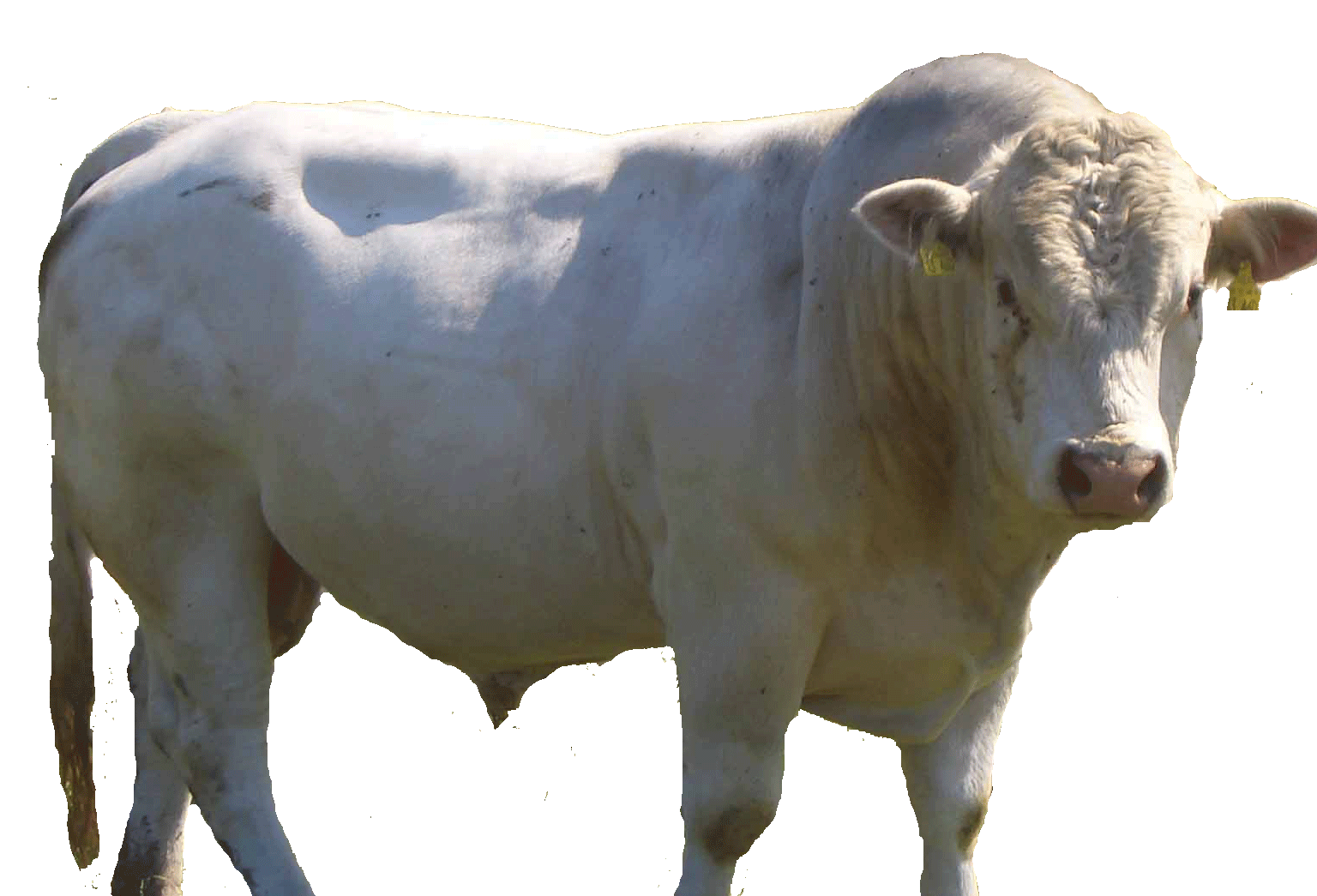 Schaltflaeche