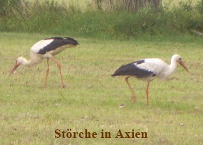 Strche5