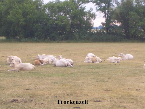 Trockene Weide