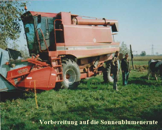 Vorbereitung fr die Sonnenblumenernte93 Kopie