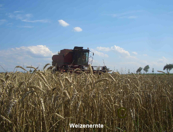Weizenernte1